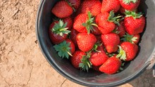 Ernten Sie Ihre eigenen Erdbeeren
