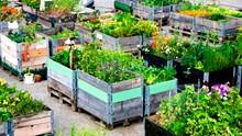 Urban gardening: jardiner en ville